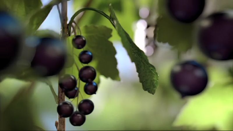 Bursting With Tasty Berryness