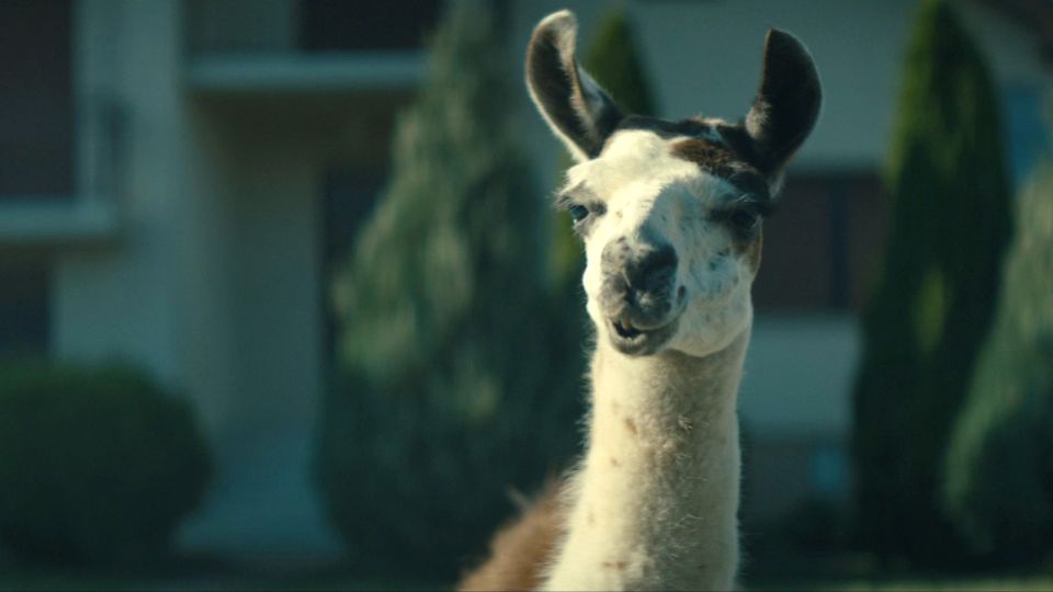 Llama Drama
