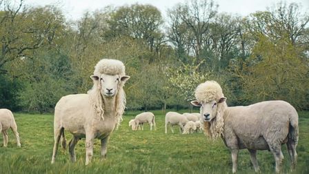 Be bold. Be meaty. Be… followed by sheep?