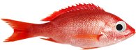 Snapper Films