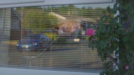 Are friends (and neighbours) electric?